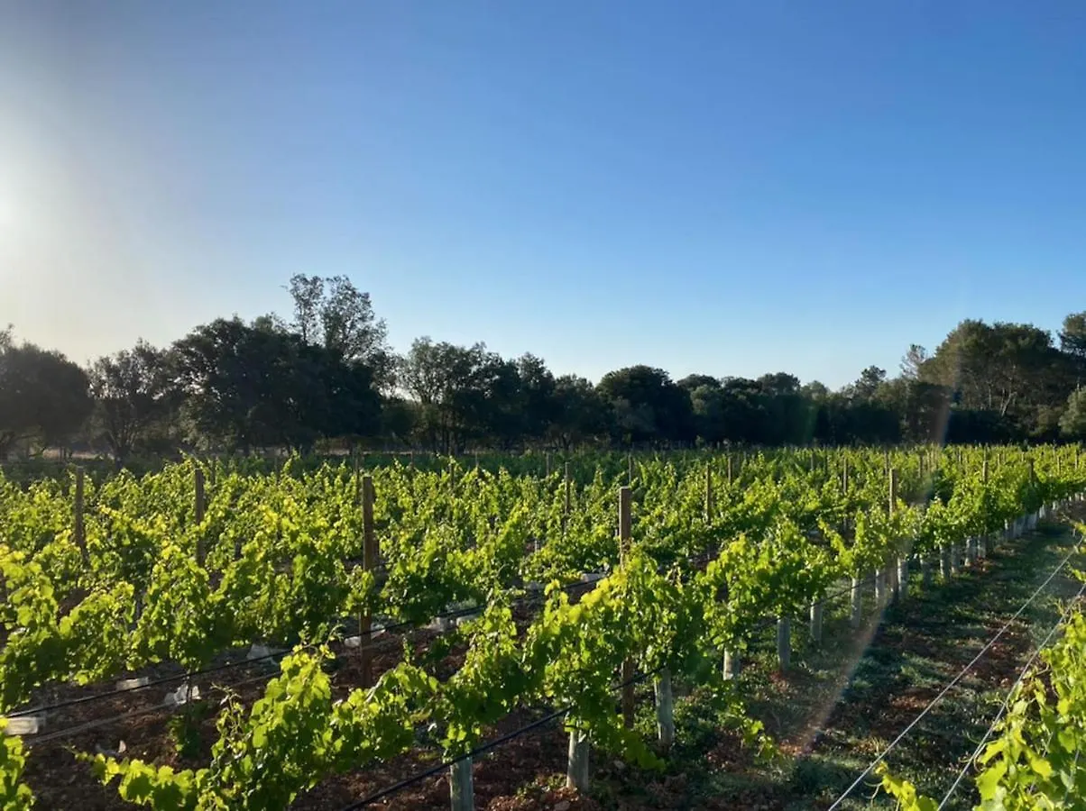 Los Dos Caballeros Winery & Vacation Rental Llubi Chalet