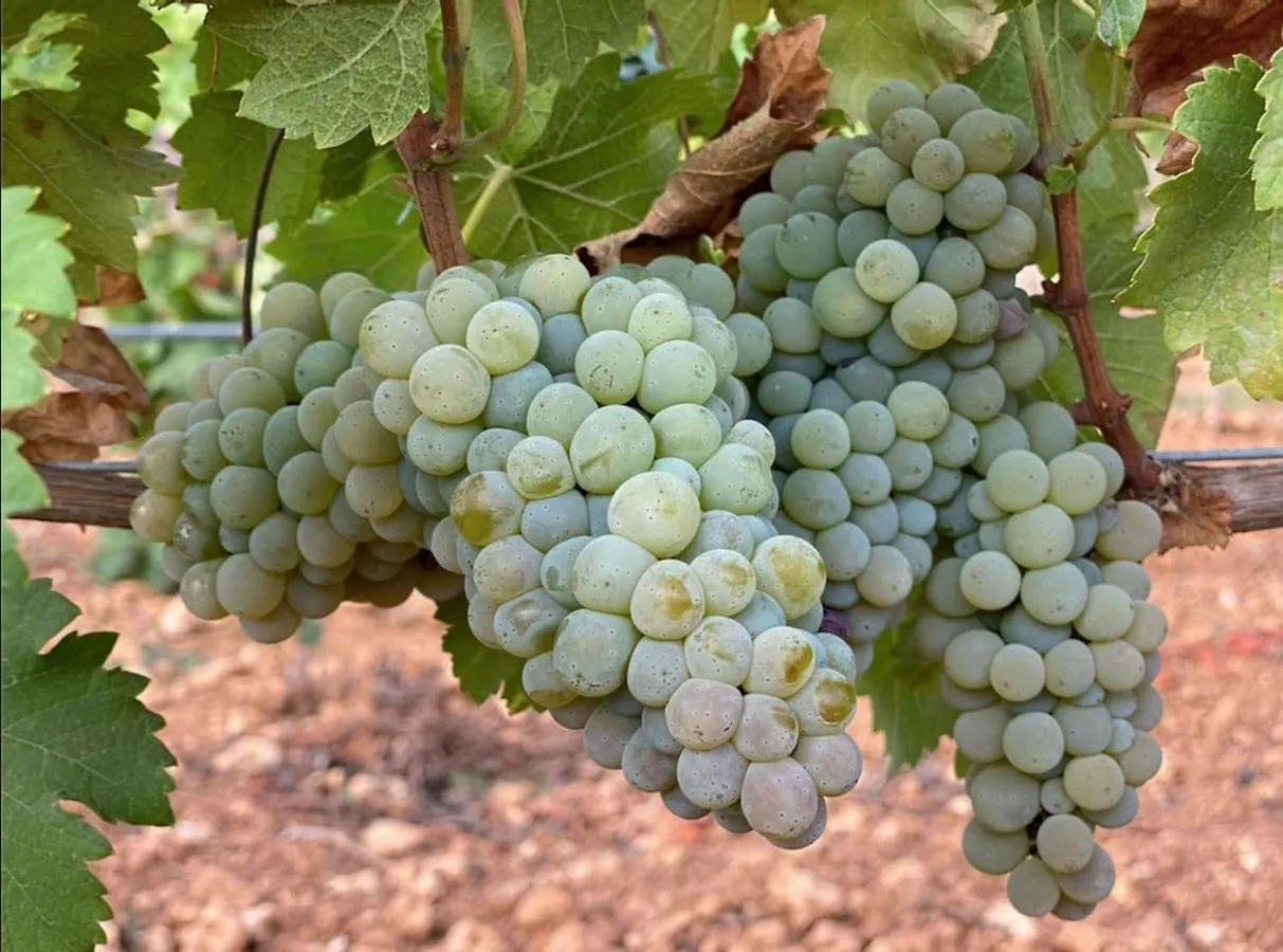Los Dos Caballeros Winery & Vacation Rental Llubi 0*,